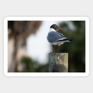 seagull on pole Sticker